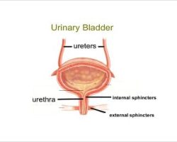 urinary-bladder
